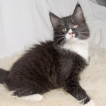 Wildfee's Norwegische Waldkatzen - Babys und Jungtiere 