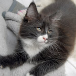 Wildfee's Norwegische Waldkatzen - Babys und Jungtiere 