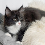 Wildfee's Norwegische Waldkatzen - Babys und Jungtiere 