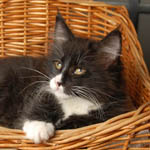 Wildfee's Norwegische Waldkatzen - Babys und Jungtiere 