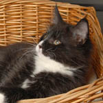 Wildfee's Norwegische Waldkatzen - Babys und Jungtiere 