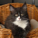 Wildfee's Norwegische Waldkatzen - Babys und Jungtiere 