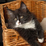 Wildfee's Norwegische Waldkatzen - Babys und Jungtiere 