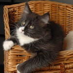 Wildfee's Norwegische Waldkatzen - Babys und Jungtiere 