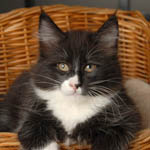 Wildfee's Norwegische Waldkatzen - Babys und Jungtiere 