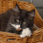 Wildfee's Norwegische Waldkatzen - Babys und Jungtiere 