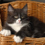 Wildfee's Norwegische Waldkatzen - Babys und Jungtiere 