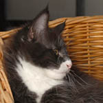 Wildfee's Norwegische Waldkatzen - Babys und Jungtiere 