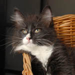 Wildfee's Norwegische Waldkatzen - Babys und Jungtiere 