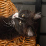 Wildfee's Norwegische Waldkatzen - Babys und Jungtiere 