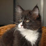 Wildfee's Norwegische Waldkatzen - Babys und Jungtiere 