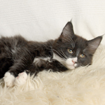 Wildfee's Norwegische Waldkatzen - Babys und Jungtiere 