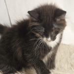 Wildfee's Norwegische Waldkatzen - Babys und Jungtiere 