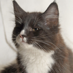 Wildfee's Norwegische Waldkatzen - Babys und Jungtiere 