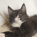 Wildfee's Norwegische Waldkatzen - Babys und Jungtiere 