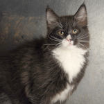 Wildfee's Norwegische Waldkatzen - Babys und Jungtiere 