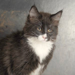 Wildfee's Norwegische Waldkatzen - Babys und Jungtiere 