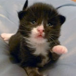 Wildfee's Norwegische Waldkatzen  