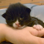 Wildfee's Norwegische Waldkatzen  