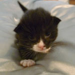 Wildfee's Norwegische Waldkatzen  