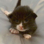 Wildfee's Norwegische Waldkatzen  