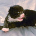 Wildfee's Norwegische Waldkatzen