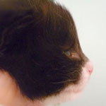 Wildfee's Norwegische Waldkatzen