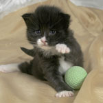 Wildfee's Norwegische Waldkatzen  