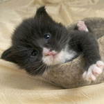 Wildfee's Norwegische Waldkatzen  