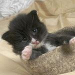 Wildfee's Norwegische Waldkatzen  