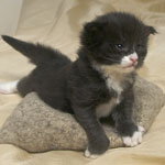 Wildfee's Norwegische Waldkatzen  