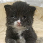 Wildfee's Norwegische Waldkatzen  