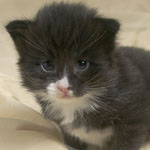 Wildfee's Norwegische Waldkatzen  