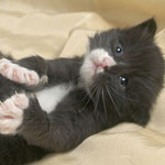 Wildfee's Norwegische Waldkatzen  