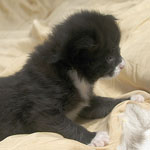 Wildfee's Norwegische Waldkatzen  