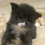 Wildfee's Norwegische Waldkatzen  