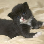 Wildfee's Norwegische Waldkatzen  