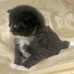 Wildfee's Norwegische Waldkatzen  