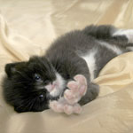 Wildfee's Norwegische Waldkatzen  