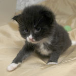 Wildfee's Norwegische Waldkatzen  