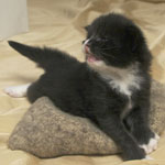 Wildfee's Norwegische Waldkatzen  