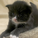 Wildfee's Norwegische Waldkatzen  