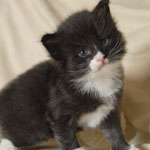 Wildfee's Norwegische Waldkatzen  