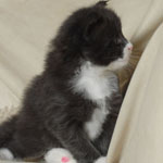 Wildfee's Norwegische Waldkatzen  