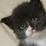 Wildfee's Norwegische Waldkatzen  