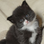 Wildfee's Norwegische Waldkatzen  