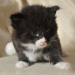 Wildfee's Norwegische Waldkatzen  