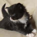 Wildfee's Norwegische Waldkatzen  