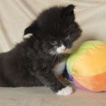 Wildfee's Norwegische Waldkatzen  