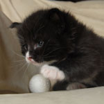 Wildfee's Norwegische Waldkatzen  